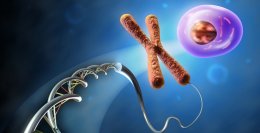 胎儿的性别是由什么决定的？ 